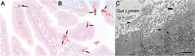 Early enteric and hepatic responses to ingestion of polystyrene nanospheres from water in C57BL/6 mice